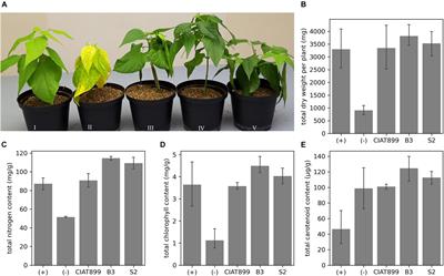 Isolation and Characterization of High-Efficiency Rhizobia From Western Kenya Nodulating With Common Bean